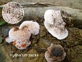 Hydnellum peckii-amf905